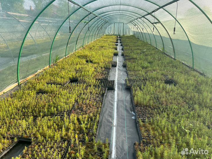 Саженцы ели окс от производителя