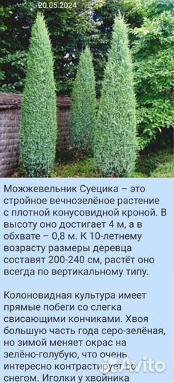 Можжевельники разных сортов голубые зелёные