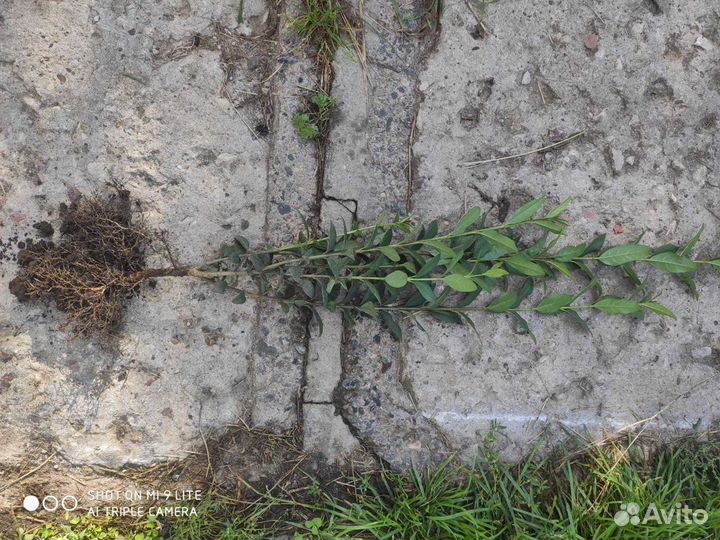 Бирючина обыкновенная для живой изгороди