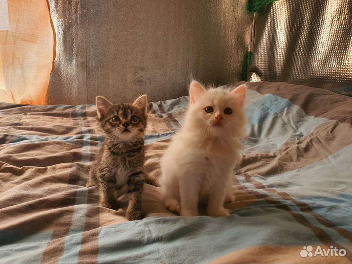 Котята в добрые руки бесплатно