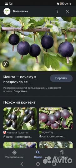 Саженцы йошты