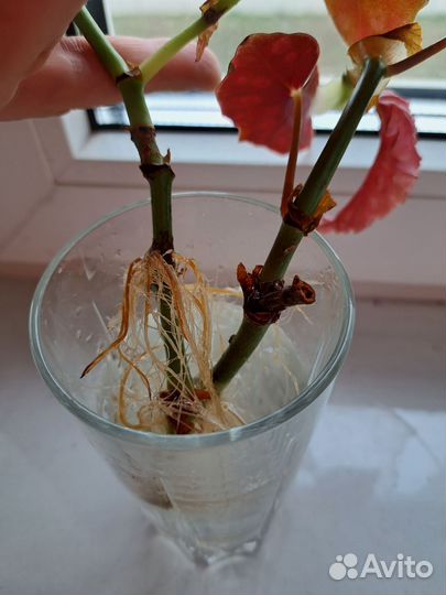 Бегония макулата