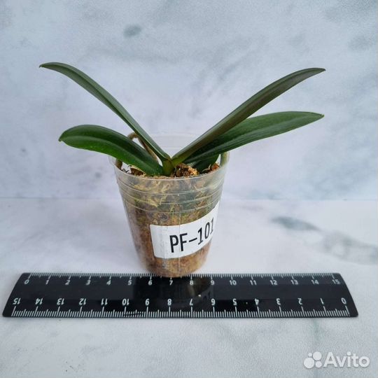 Орхидеи фаленопсисы по 800