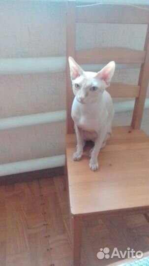 Канадский сфинкс вязка