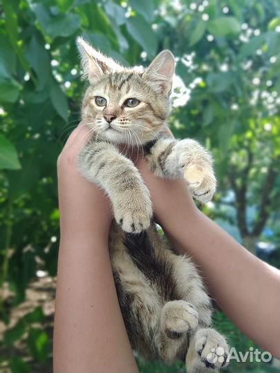 Котятки мальчик и девочка,смесь с бенгалом