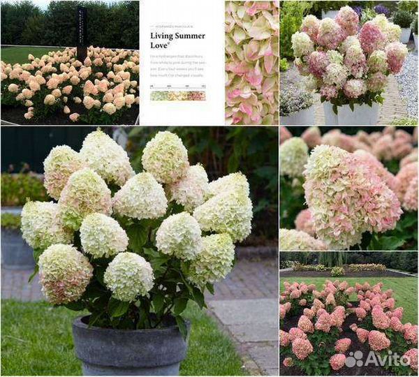 Гортензия Фрайз Мельба и другие