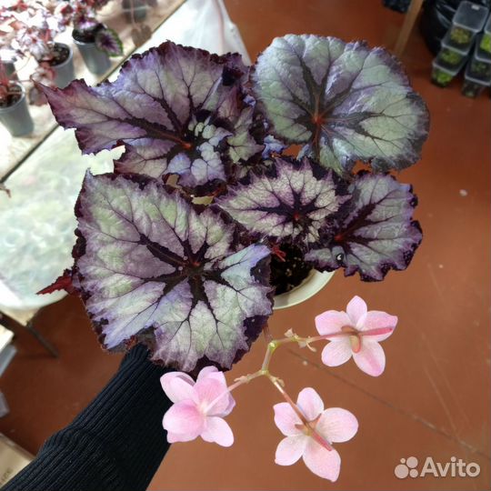 Семена бронь