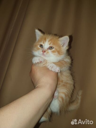 Котята от британской кошки