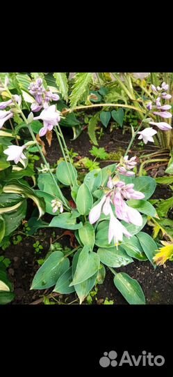 Хоста три вида, бадан