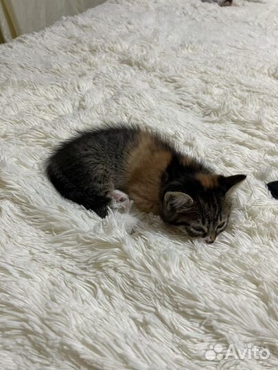 Кошка в добрые руки