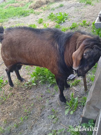 Нубийский козел