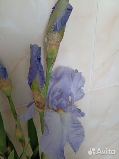 Ирисы