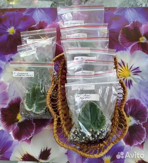 Сортовые фиалки