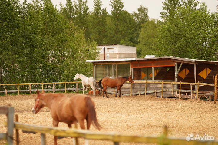 Постой лошадей