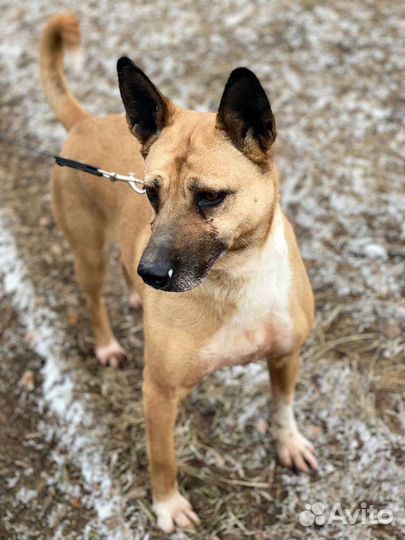 Собака в добрые руки