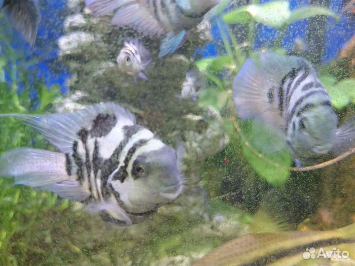 Взрослая пара.Сапфировый попугай