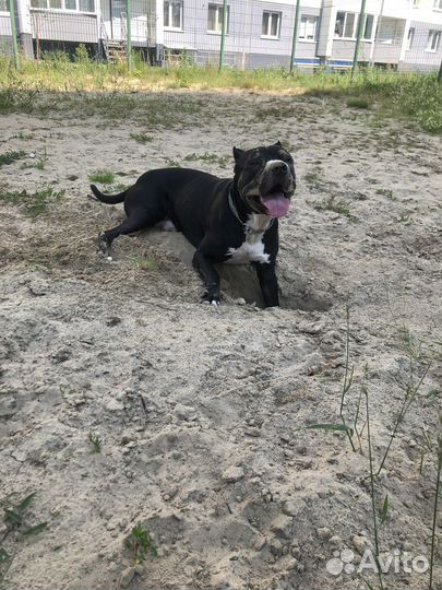 Питбуль вязка