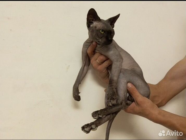 Канадский сфинкс