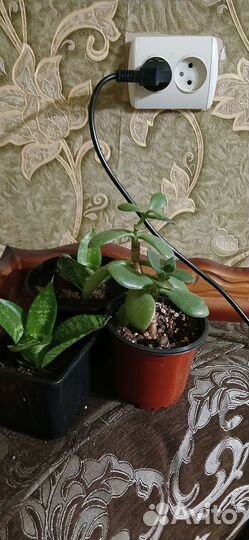 Сансивиерия