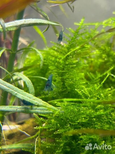 Креветки блю дрим