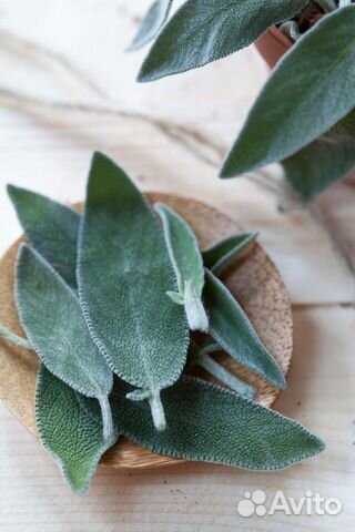 Безсульфатный органический шампунь 