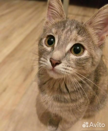 Кошка