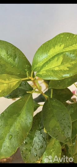 Фикусы Де Гантель и другие