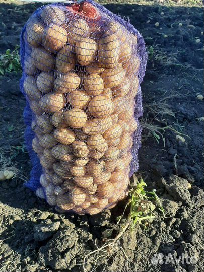 Картофель