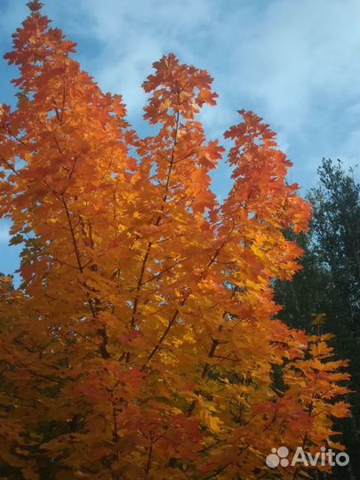 Саженцы клёна