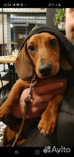 Карликовая такса кобель для вязки готов