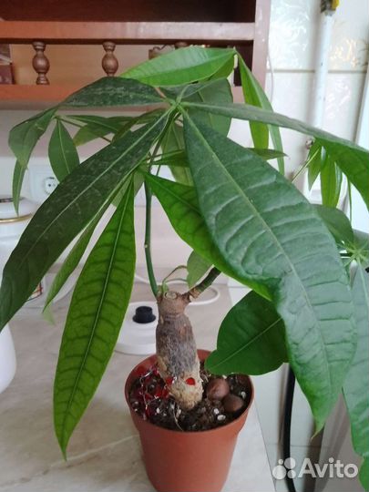 Бонсай и другие