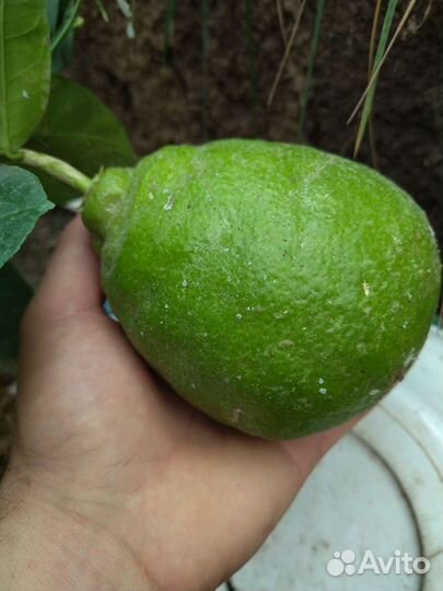 Цитрусовые растения