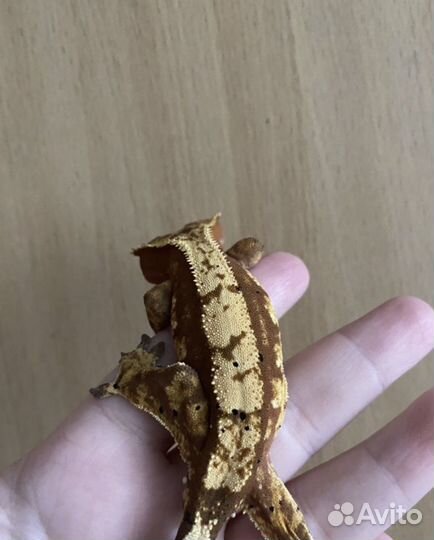 Бананоед