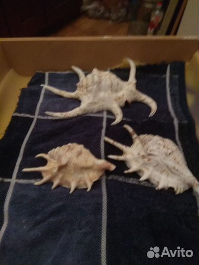 Ракушки океанические