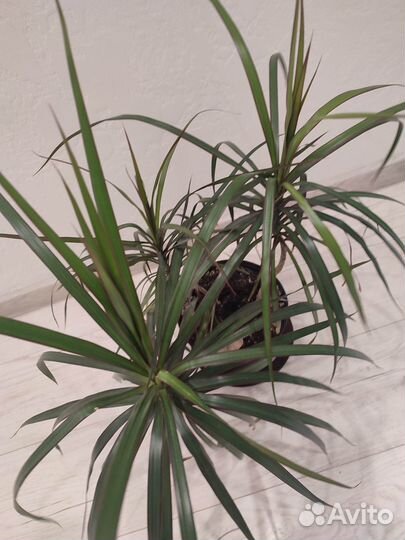 Пальма драцена 75 см