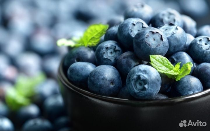 Голубика Саженцы