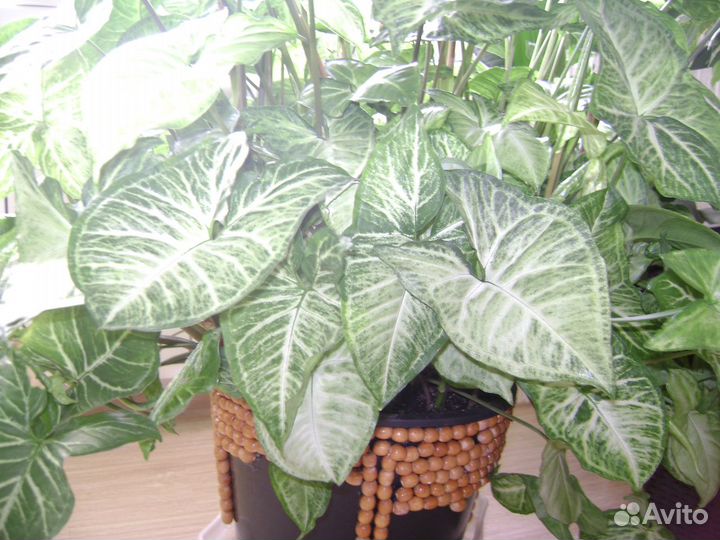 Комнатные цветы