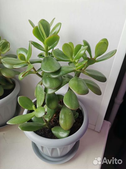 Толстянка-денежное дерево в горшочке