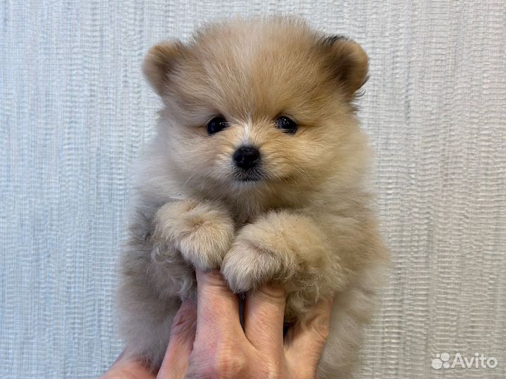 Померанский шпиц