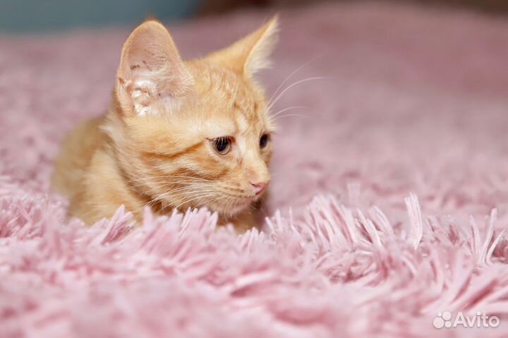Спасите котят