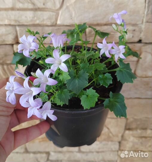 Цветы разные, цены и названия в описании