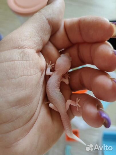 Геккон эублефар