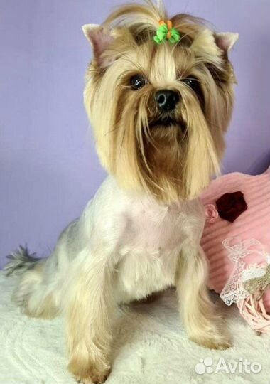 Взрослая девочка йорк