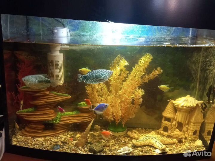 Аквариум