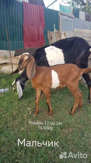 Англо-нубийские козы