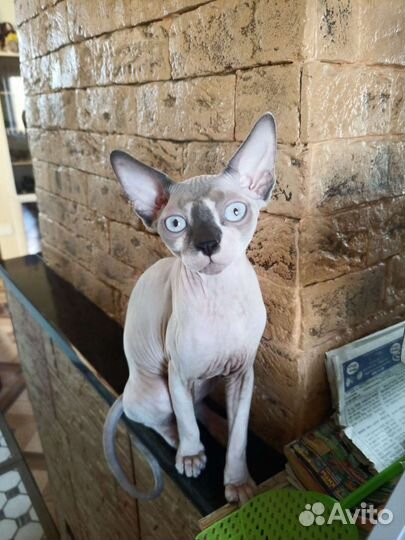 Канадский сфинкс