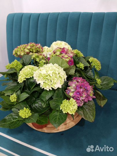 Гортензия комнатная цветы к 8 марта