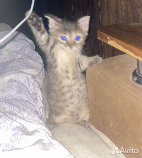 Котенок ищет дом