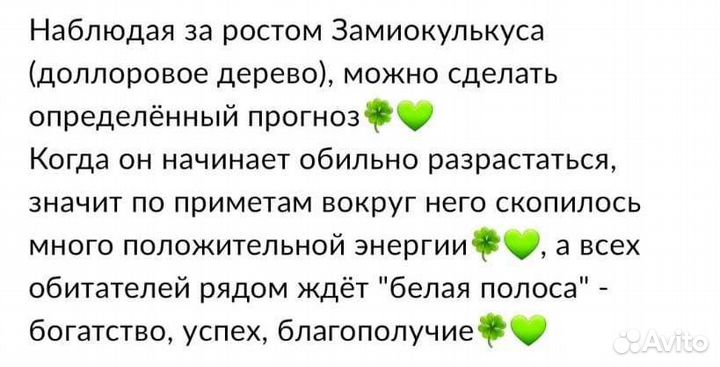 Замиокулькас