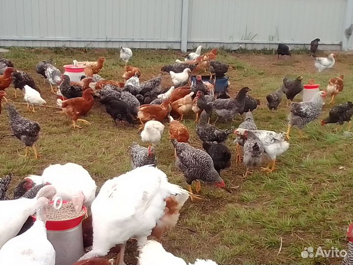 Куры молодки несушки